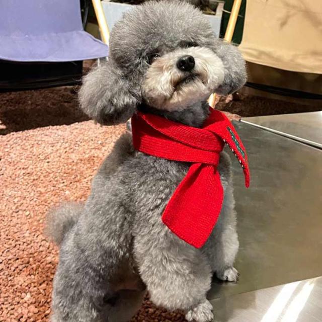 あったか 暖かい マフラー 犬用 猫用 マフラー クリスマス ニット