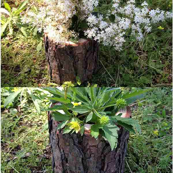 木の切り株木製の花瓶の多肉植物盆栽ポットキャンドルホルダーの通販は