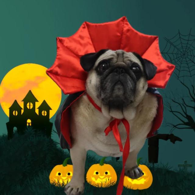 ハロウィン コスプレ 衣装 猫用 犬用 吸血鬼 ヴァンパイャ ドラキュラ