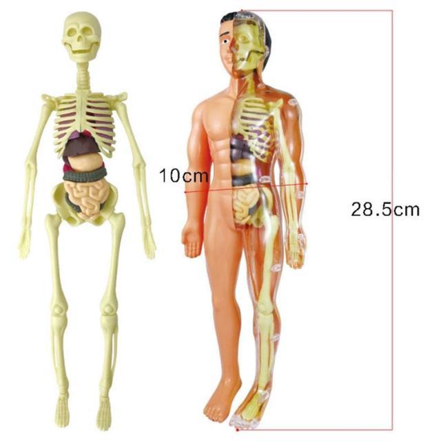 ミニ内臓人体模型 28.5cm 内臓模型 標本 お腹の見える人体模型 パーツ
