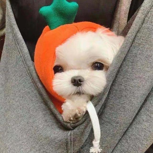 犬服 Mサイズ ワンピース りんご スカート 小型犬