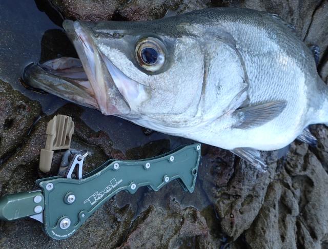 昌栄 566-1 Landing Gaff LG-160 (ブルーグレーポリッシュ)SIYOUEI