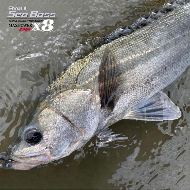 【未使用】シーバス Si-X X8 0.8号　150m 5セット Amazon.co.jp: VARIVAS(バリバス) ライン シーバス Si-X X8 150m 1号