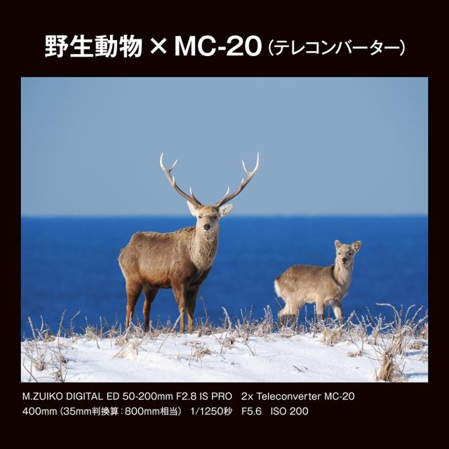 OM SYSTEM MC-20_OM テレコンバーター M.ZUIKO DIGITAL 2x「MC-20」Teleconverter[MC20OM] 返品種別A_10