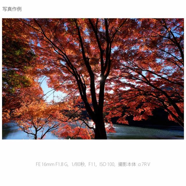 ソニー SEL16F18G FE 16mm F1.8 G※Eマウント用レンズ（フルサイズミラーレス対応）[SEL16F18G] 返品種別A_9