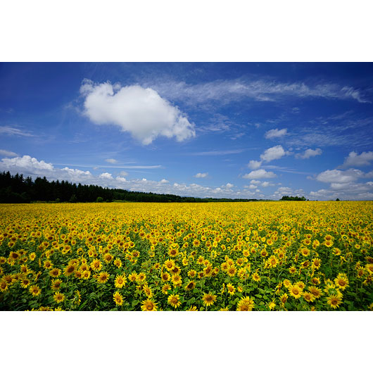 ソニー SEL1635Z Vario-Tessar T* FE 16-35mm F4 ZA OSS※Eマウント用レンズ（フルサイズミラーレス対応）[SEL1635Z] 返品種別A_6