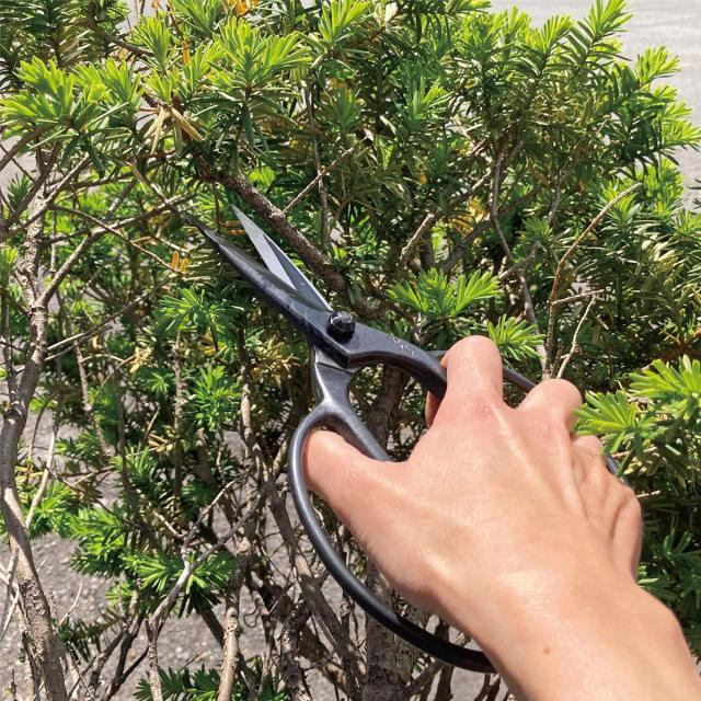 キンボシ 3637 国之長 プロ用植木屋鋏 90mmゴールデンスター[3637キンボシ] 返品種別B_3