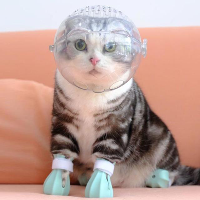 送料無料 猫 口輪 透明 猫用 エリザベスカラー 猫用マスク ペット