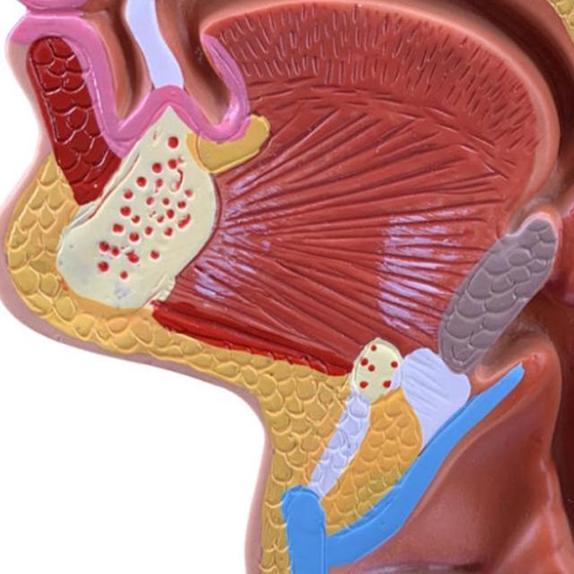 人体模型 鼻 口 咽頭 喉頭部 正中断面模型 実物大 人体 模型 PVC（塩化