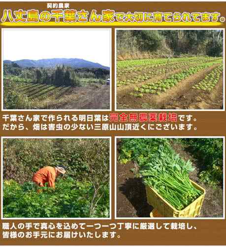 千葉さん家の明日葉0g 八丈島から産地直送 無農薬栽培のあしたば 出荷までに2週間以上かかる場合もございます お届け日指定不可の通販はau Pay マーケット ｓｐｍａｒｋｅｔ