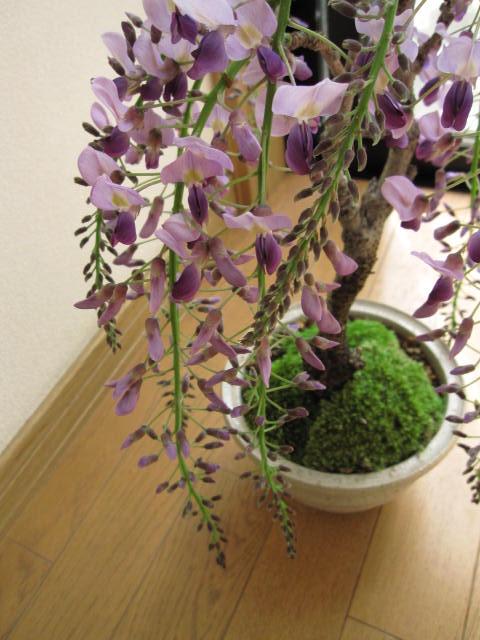 蛇の目松 斑入り 盆栽 8号陶器鉢つき 極上樹形 盆栽妙 盆栽 蛇の目