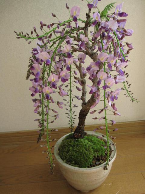 藤盆栽 楽天市場】育てる楽しみ藤盆栽4月頃に開花ふじ盆栽白色信楽鉢