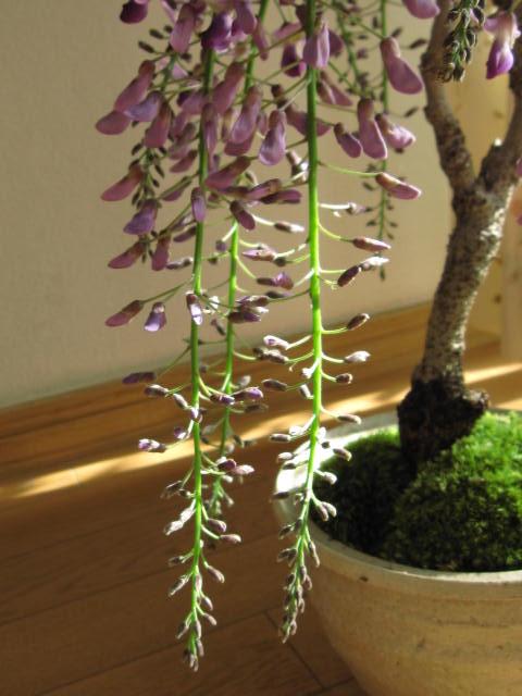 盆栽：【藤盆栽】 藤のお花と香りがすばらしい 藤盆栽