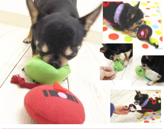 Skipdog プンダムbombトイ チワワ 小型犬 子犬 おもちゃ Tng の通販はau Pay マーケット チワワ専門店skipdog