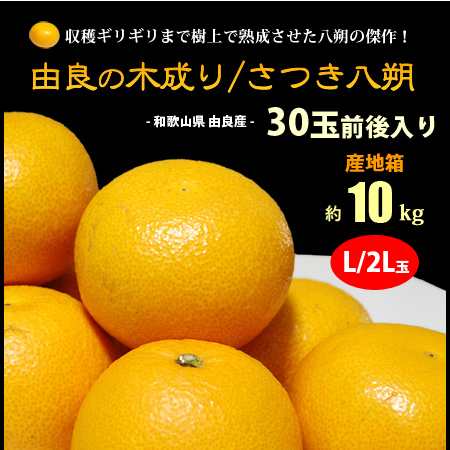 ゆら八朔 (約10kg) 和歌山産 秀品 はっさく 八朔 ハッサク 由良 由良