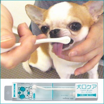 犬口ケア ティースブラシ チワワ 小型犬 デンタルケア 歯磨き の通販はau Pay マーケット チワワ専門店skipdog