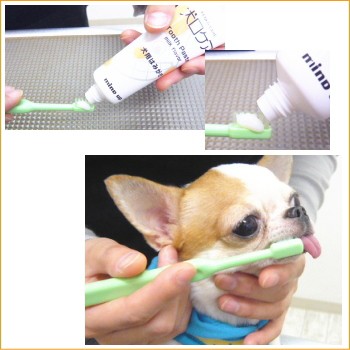 犬口ケア 犬用はみがき チワワ 小型犬のデンタルケア 歯磨き の通販はau Pay マーケット チワワ専門店skipdog