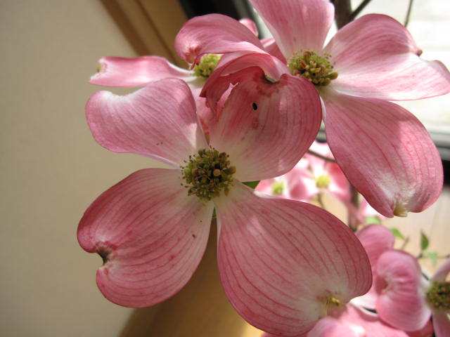 鉢花 花水木シンボルツリー 鉢植え ハナミズキピンク花 21年5月に開花します アメリカハナミズキの通販はau Pay マーケット こぼんさい Au Pay マーケット店