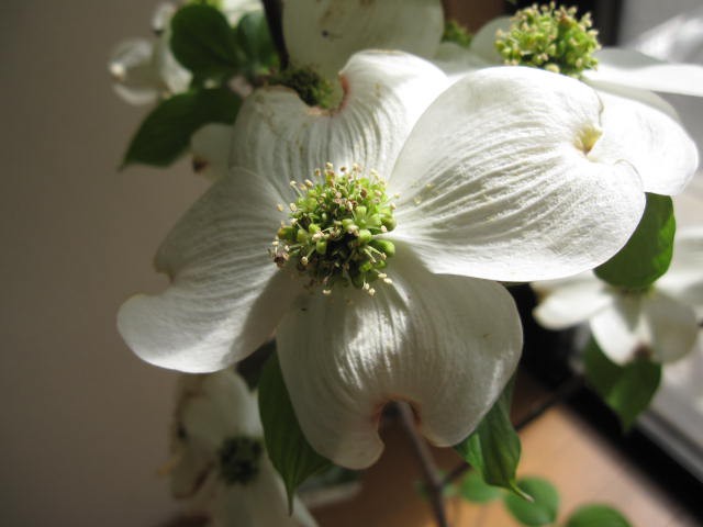 花水木シンボルツリー 【庭木花水木】 ハナミズキ白花 クラウドナイン