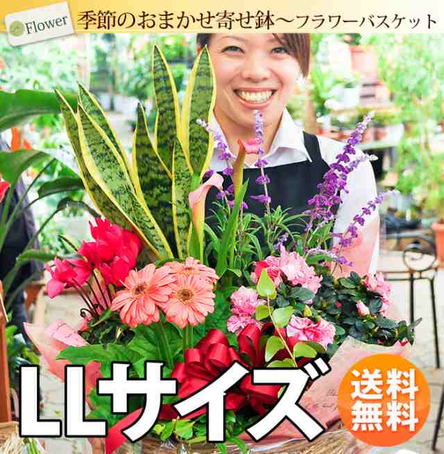 季節のおまかせ花鉢とグリーンの寄せ入れ Llサイズ 敬老の日 ギフト 花 フラワーバスケット 鉢花 寄せ鉢 花 ギフト 誕生日プレゼント の通販はau Pay マーケット フラワーマーケット花由