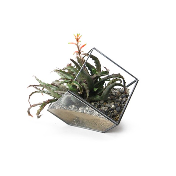 ジオ テラリウム Sサイズ おしゃれなガラスケース 観葉植物用のプランター テラリウム 多肉植物 エアープランツ 植物 鉢 ケースの通販はau Pay マーケット オリジ