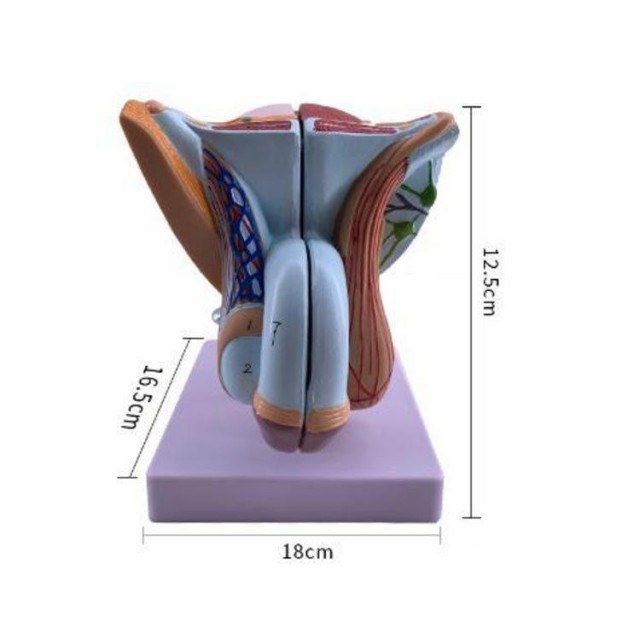 人体模型 女性生殖器 男性生殖器 女性 泌尿器模型 男性 泌尿器模型 実物大 モデル 立体 模型の通販はau PAY マーケット - Joli  Paris Mates | au PAY マーケット－通販サイト