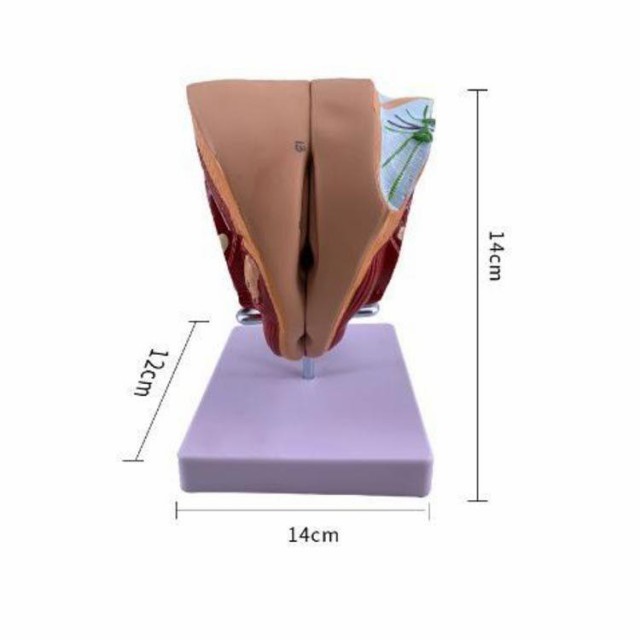 人体模型 女性生殖器 男性生殖器 女性 泌尿器模型 男性 泌尿器模型 実物大 モデル 立体