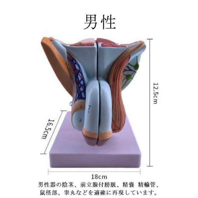 人体模型 女性生殖器 男性生殖器 女性 泌尿器模型 男性 泌尿器模型 実物大 モデル 立体