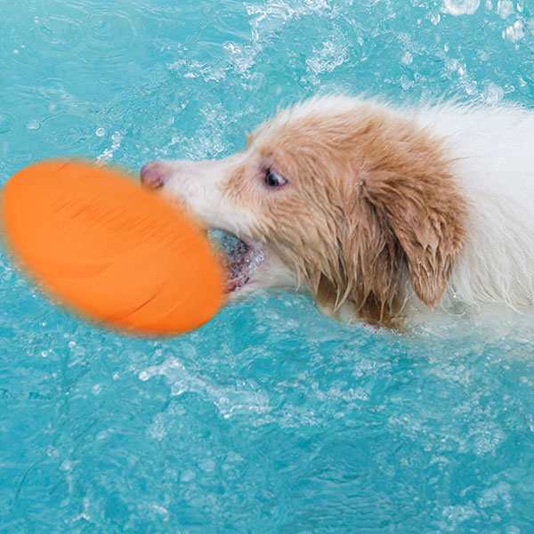 柔らかい フリスビー 犬 おもちゃ 歯 15cm 18cm 投げるおもちゃ ディスク ペット トレーニング ペット用品 送料無料の通販はau Pay マーケット Nogistic