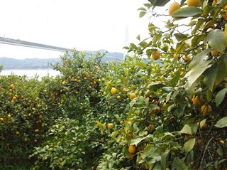 送料無料】産地直送 瀬戸田町産レモン「せとだエコレモン