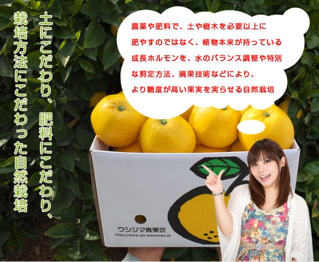 送料無料 河内晩柑 3kg 和製グレープフルーツ 期間限定 6月下旬 贈り物 グルメ 食品 ギフト おすすめの通販はau Pay マーケット わが街とくさんネット