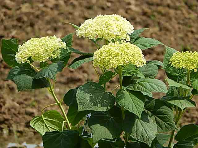 21年6月に開花白いアナベル素焼き鉢植え おすすめの アジサイ 開花は６月頃の 遅咲きですの通販はau Pay マーケット こぼんさい Au Pay マーケット店