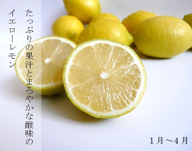 送料無料】産地直送 瀬戸田産レモン「せとだエコレモン」5kg約