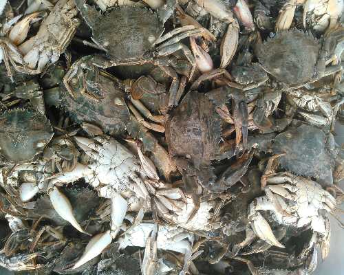 送料無料 餌用 石蟹4ｋｇ冷凍品 イシガニ マダコ釣りに 石カニ 食用ではありません 真蛸釣り 餌用イシガニ ４ｋｇ 100 の通販はau Pay マーケット 松島牡蠣屋