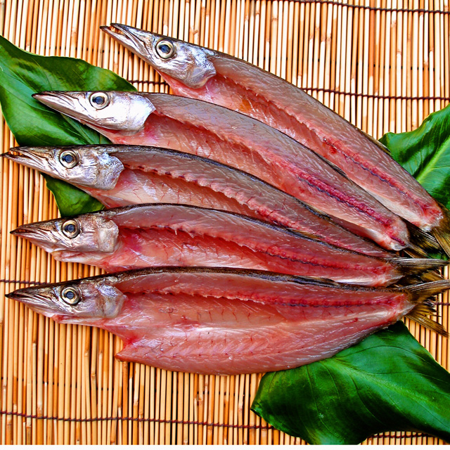 相模湾産 水かます干物 5枚 送料無料 干物セット カマス 小田原 お取り寄せ ギフト プレゼント 魚 食品 食べ物 おかず ご飯のお供の通販はau Pay マーケット 小田原ひもの 山市干物専門店