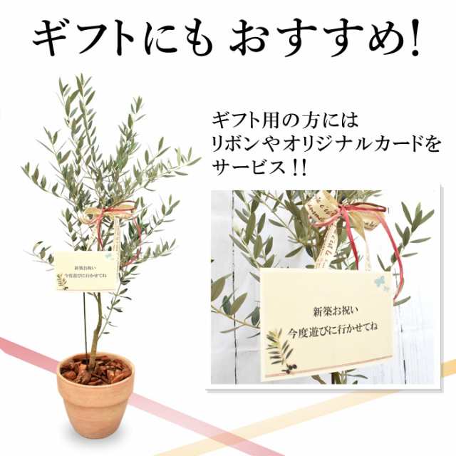 オリーブの木 観葉植物 花由がお届けする鶴亀園の香川オリーブの木 ７号鉢 観葉植物 インテリア 鉢植え 開店祝い 開業祝い 記念日 お祝いの通販はau Pay マーケット フラワーマーケット花由