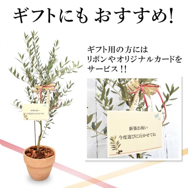 14時迄の受付で最短翌日着 オリーブ 鉢植え 送料無料 鶴亀園さんの香川オリーブの木 ５号鉢 オリーブの木 観葉植物 インテリア 開店祝の通販はau Pay マーケット フラワーマーケット花由