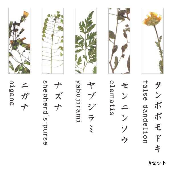 toumei トウメイ 押花 箸置き 5個セット 木箱入り アクリル樹脂製の