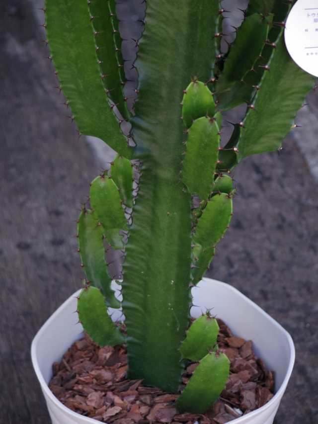 ユーフォルビア 大雲閣 ダイウンカク ７号 多肉植物 ユーフォルビアの人気品種 観葉植物の通販はau Pay マーケット お花屋アイビー３号店