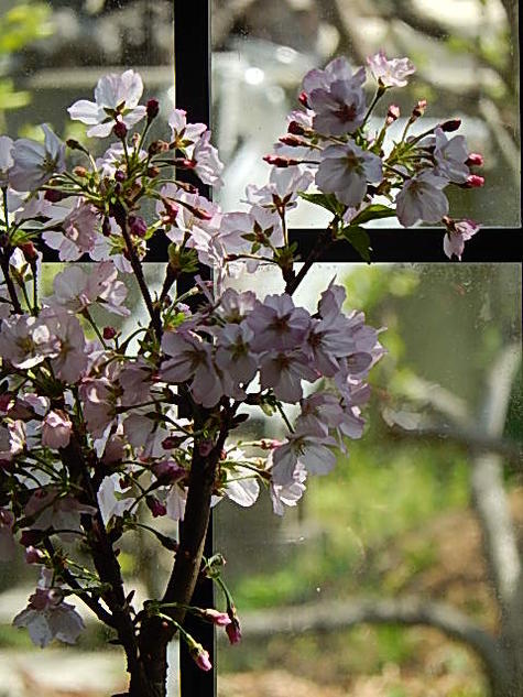 御殿場桜 3本寄せ植え 接木仕上げ 激安大安売り 御殿場桜ツイン桜盆栽 山