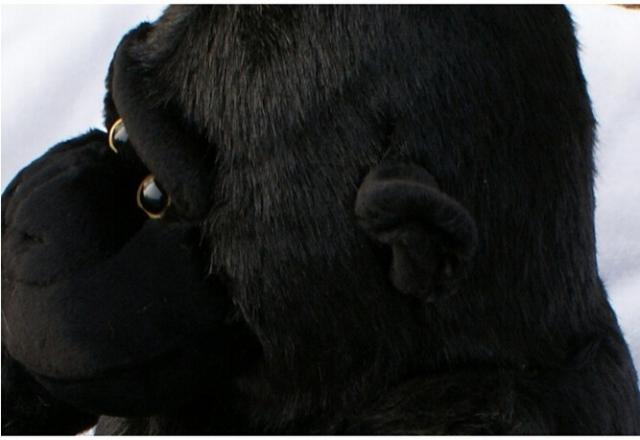 ゴリラぬいぐるみ 動物ぬいぐるみ おもちゃ 可愛いぬいぐるみ 特大 60cmの通販はau Pay マーケット タカヤマ商事