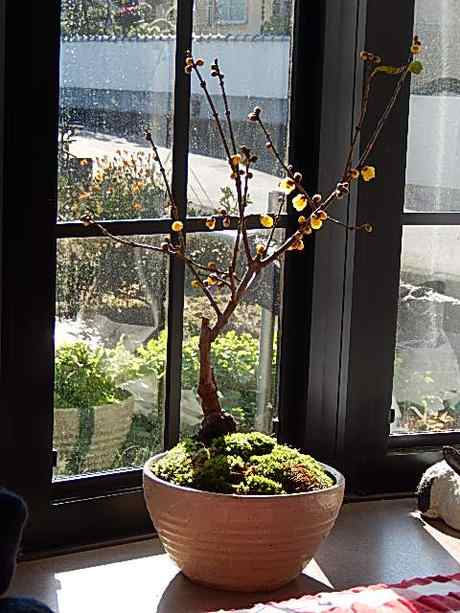 2025年1月に開花 いい香りのする盆栽 満月ロウバイ 蝋梅信楽 2025年1月に開花 いい香りのする盆栽 満月ロウバイ 蝋梅信楽