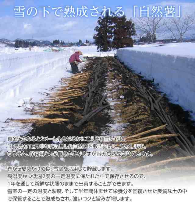 山形県産大石田 雪下 自然薯 じねんじょ 秀品 1キロ 2 3本入り 産地直送 とろろ ご飯 常温 同梱不可の通販はau Pay マーケット 豊洲からの直送便