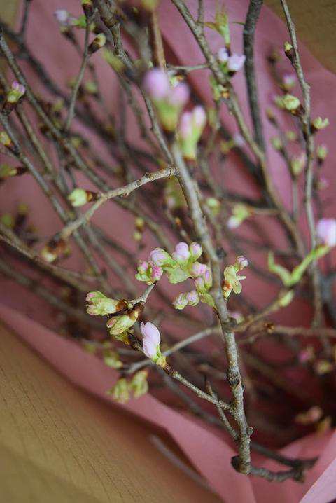 冬に咲くサクラお誕生日プレゼントに 22年1月に開花 冬に咲く 啓翁桜の花束 奈良県吉野の桜で 一足早い 春のプレゼント切り花 の通販はau Pay マーケット こぼんさい Au Pay マーケット店