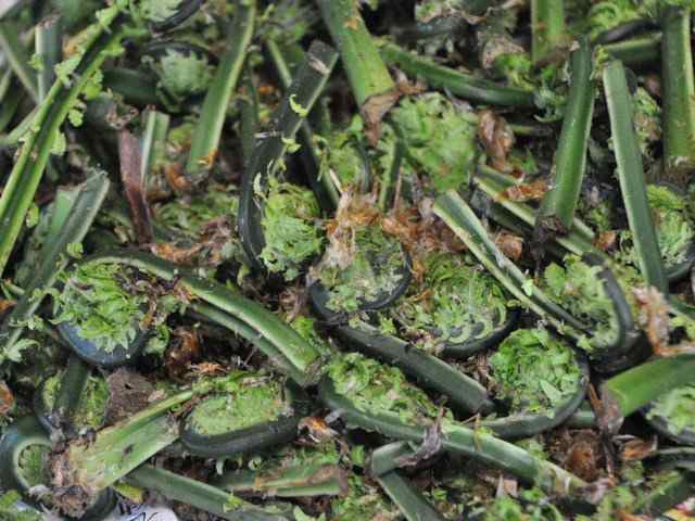 猟師じゃないと採れない山菜 山形県飯豊町産【天然こごみ】300ｇ 希少なので予約販売 東北関東送料無料 クール便で発送の通販はau PAY マーケット  飯豊町特産品ショップ au PAY マーケット－通販サイト