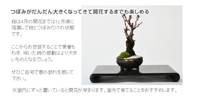 桜 盆栽 手造り信楽鉢 21開花終了 葉桜 桜 盆栽 ミニ盆栽 お祝い 花見 園芸 ギフト 開店 お祝い 退職 ラッピング 誕生日 の通販はau Pay マーケット 盆栽妙