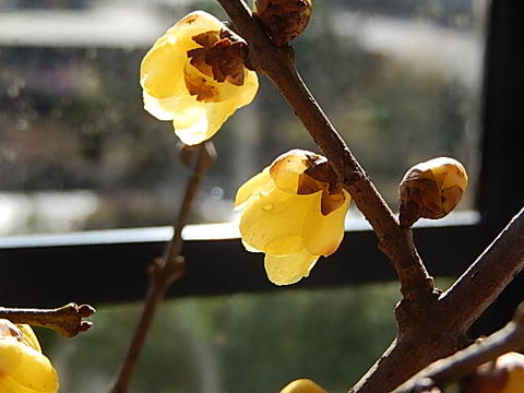 2025年1月に開花 いい香りのする盆栽 満月ロウバイ 蝋梅信楽 2025年1月に開花 いい香りのする盆栽 満月ロウバイ 蝋梅信楽