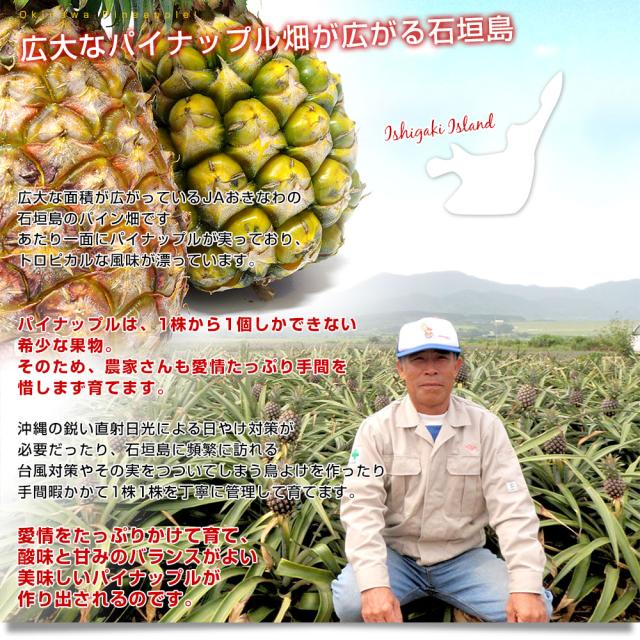 沖縄県より産地直送 Jaおきなわ 石垣島産 パインセット ピーチパイン1玉 ボゴールパイン2玉 合計1 8キロ前後 600g 3玉 送料無料 沖の通販はau Pay マーケット 産直だより 沖縄県より産地直送 Jaおきなわ 石垣島産 パインセット ピーチパイン1玉 ボゴールパイン2玉 合計1 8キロ前後 600g 3玉 送料無料 沖の通販はau Pay マーケット 産直だより