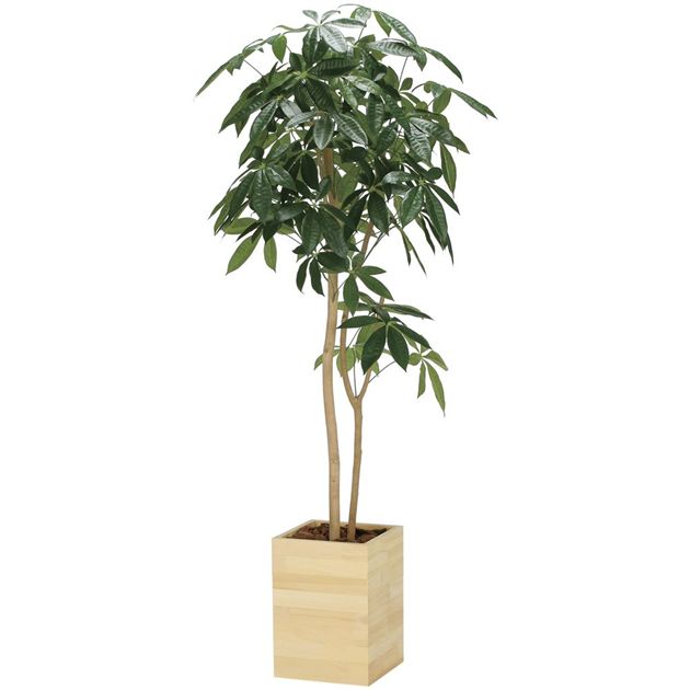 光の楽園(2026年版) ウッドボックスパキラ 品番：2309R450 高さ：160cm - アートクリエイション [光触媒/人工観葉植物]