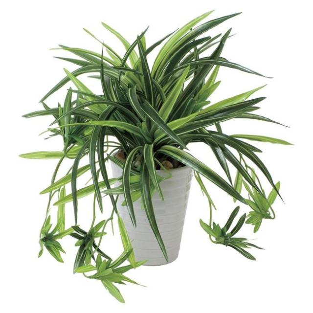 光の楽園(2025年版) ドラセナ丸ポット 品番：439A60 高さ：28cm - アートクリエイション [光触媒/人工観葉植物] の通販は 6,600円